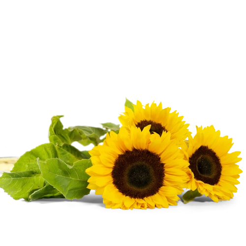 Flower of sunflower